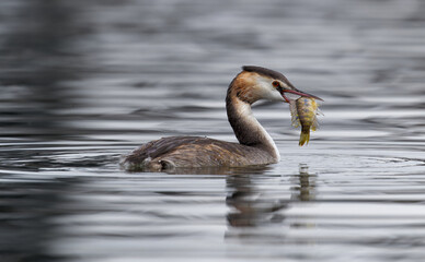swan on the water
