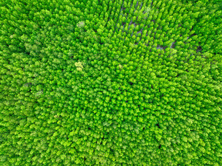 Aerial view green mangrove forest. Natural carbon sinks. Mangroves trees capture CO2. Blue carbon ecosystems. Mangroves absorb carbon dioxide emissions and mitigating global warming. Green ecosystem.