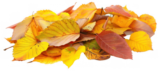 Pile of Vibrant Autumn Leaves