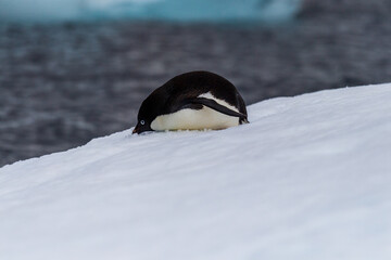 Fototapeta premium Close-up of an Adelie Penguin - Pygoscelis adeliae- standing on an iceberg, near the fish islands, on the Antarctic Peninsula