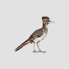 Eurasian Roadrunner bird - Colored Silhouette Vector Illustration