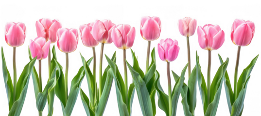 Pink Tulips Row