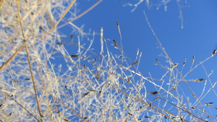 nature background leaves and sky