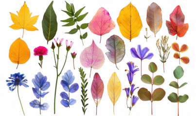 Pressed Leaves and Flowers Collection