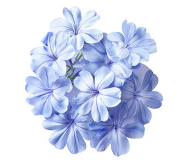 Light Blue Plumbago Flowers