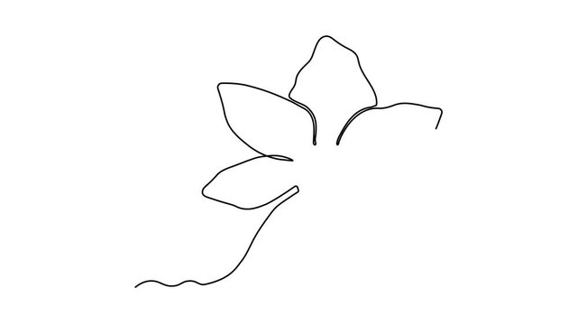 Self drawing animation with one continuous line draw, Abstract narcissus flower, daffodil , beauty salon logo