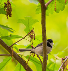 Carolina chickadee looking down from leafy branches the viewer