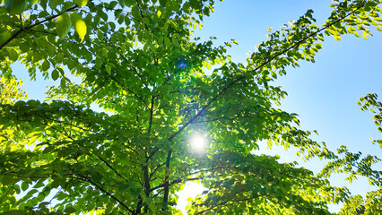 新緑の葉と木漏れ日