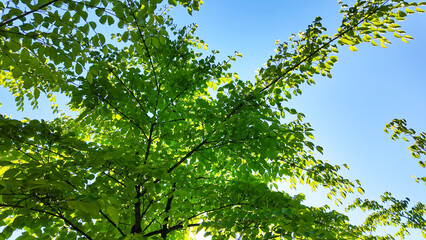 新緑の葉と木漏れ日