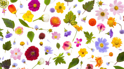 Pressed Flowers and Leaves