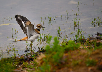 Killdeer stretching its wings on the lake shore of Chickamauga Lake