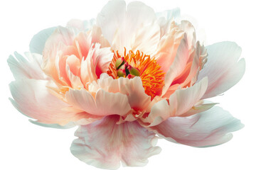 Delicate Peony Flower