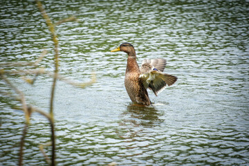 a wild duck preens its feathers in the lake