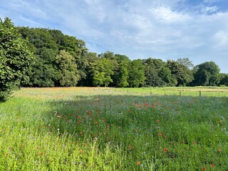 Transformed lawn into a a species-rich wildflower meadow surrounded by a wooden fence, English Garden, Munich-ecology concept, biodiversity, nature and species protection, enrichment of the landscape