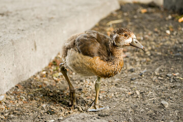 Egyptian goose chicks on the river bank in the city. Young bird in close-up.
