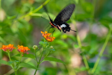 Fototapeta premium Papilio helenus sits on a flower. Macro photo of a butterfly