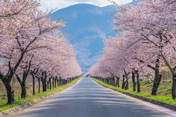 Cherry Blossoms in Full Bloom Along a Serene Road