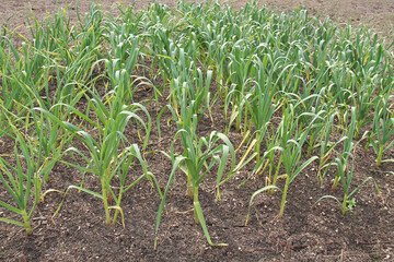 A Crop of Garlic Plants in a Vegetable Garden Plot.