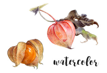 A beautiful watercolor illustration showcasing the amazing physalis fruit along with its husk