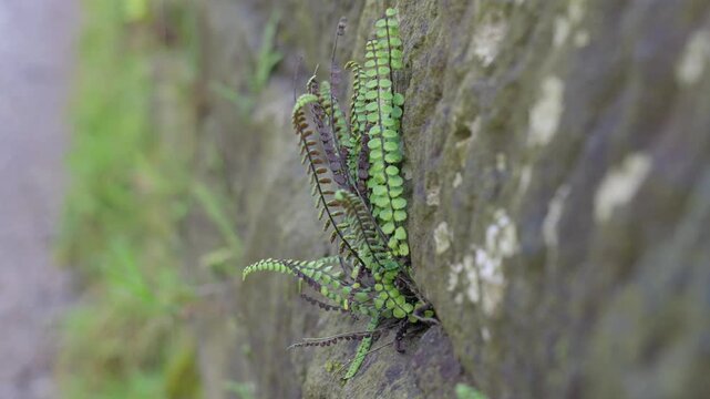 Wild fern growing from a crack in a old stone wall, Fight for existence, Surviving on the bare minimum. Nature and resistance even in a harsh climate