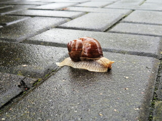 snail on paving stones