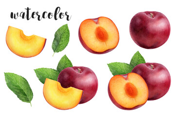 A stunning watercolor artwork featuring vibrant plums along with their slices and beautiful leaves