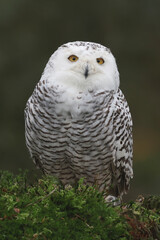 Portrait of an adult Snowy Owl perched on a mos covered tree trunk
