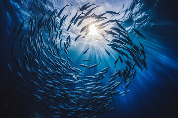 Fish School Sunlight.