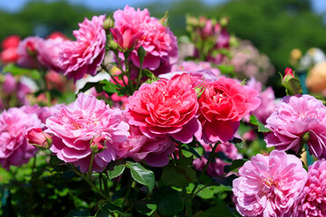 A rose with a strong raspberry scent