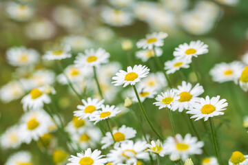 Fototapeta premium Blooming white daisy flowers in a field. Field of daisies