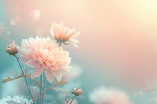 One chrysanthemum gradient background backgrounds chrysanths outdoors.