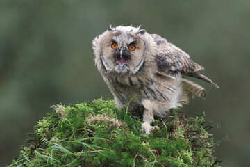 Portrait of a young Long-eared Owl perched on moss and calling out
