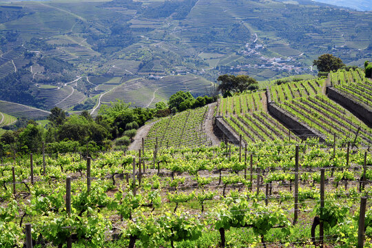 View of terraced Douro Vineyards on a sunny day, Douro, Vineyards, Portugal, Terraces, Summer
