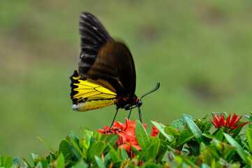 Troides helena sits on a flower. Macro photo of a butterfly