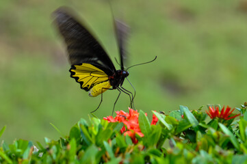 Troides helena sits on a flower. Macro photo of a butterfly