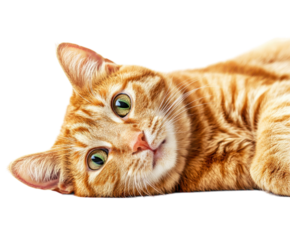 Playful orange tabby cat lying on side isolated on white. PNG transparent.