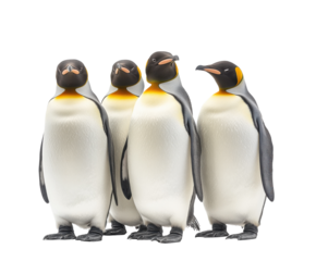Group of four emperor penguins isolated on white. PNG transparent.