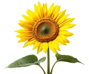 Yellow sunflower isolated on white background. PNG transparent.