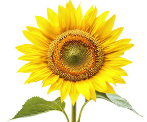 Fototapeta premium Yellow sunflower isolated on white background. PNG transparent.