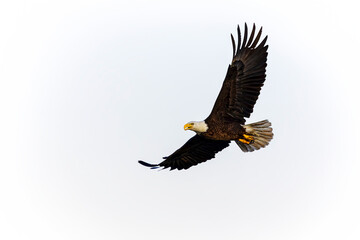 The bald eagle (Haliaeetus leucocephalus) in flight. It is a bird of prey found in North America