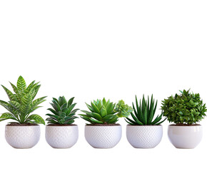 Obraz premium Green houseplants in white pots isolated on white background. PNG transparent.