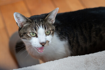 飼い主に向かって鳴く可愛い猫　キジトラ白