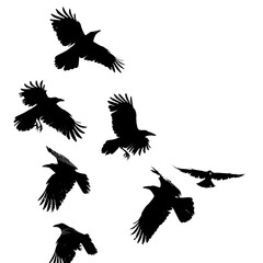 Obraz premium crows silhouette