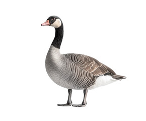 Standing goose profile view isolated on white background. PNG transparent.