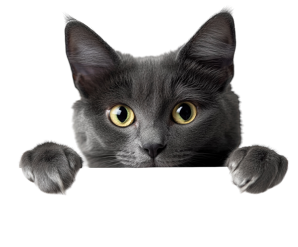 Curious gray cat peeking over a white edge on white background. PNG transparent.