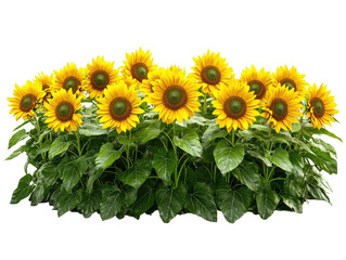 Obraz premium Field of blooming sunflowers isolated on white background.. PNG transparent.