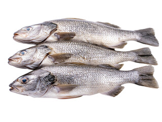 Fresh sea bass fish isolated on white background. PNG transparent.