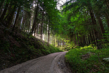 Obraz premium A hiking path through the Chiemgau forest on the way to the peak of the Kampenwand mountain
