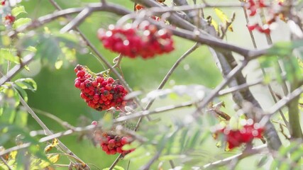 Ripe Rowan berries on a sunny morning, captured in video. The elegant Rowan, with its mystical history as witch's bane and future diviner, is a favorite of wildlife in woods and towns