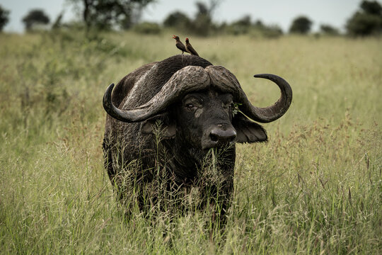A buffalo standing in the bush in Kruger National Park, South Africa